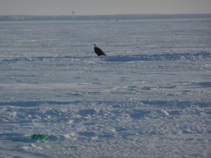 Bald Eagle and empty Mountain Dew bottle